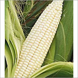 White Maize