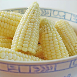 White Maize Corn