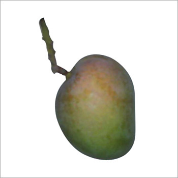 Fresh Green Mangoes