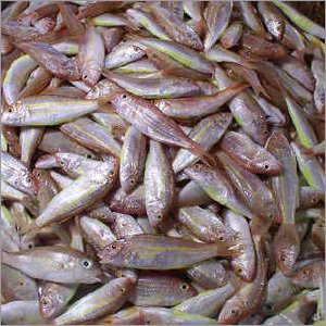 Dry Fish