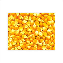 Poultry/Cattle Feed Supplements - Corn, 14% Moisture, 8% Protein, Bulk Bags | Improved Growth, Increased Yield, Enhanced Nutrition