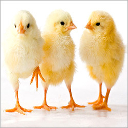 Poultry Feed Chemicals