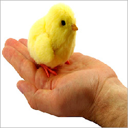 Poultry Chemicals