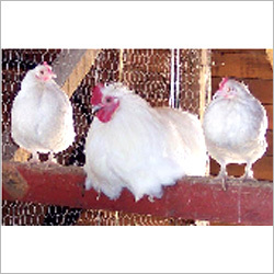 D L Methionine Feed Grade