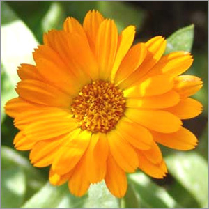 Calendula Oil - 100% Pure Flower Extract | Healing Properties for Skin Care, For Aromatherapy & Perfumery, Available in Multiple Sizes