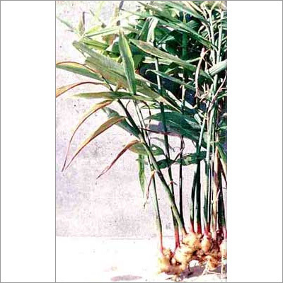 Gingergrass Oil Purity: 100% Pure