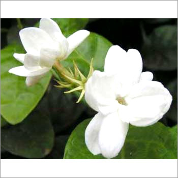 Jasmine Oil Purity: 100% Pure