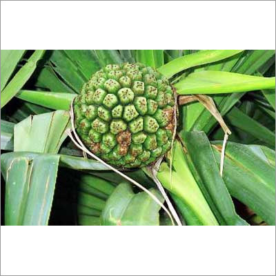 Kewra Essential Oil - 100% Pure Kewra Flower Extract | Exotic Aroma, Ideal for Beverages, Sweet Dishes, and Aromatherapy, Long Shelf Life of 2 Years