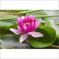Lotus Essential Oil - 100% Pure, Floral Aroma | Therapeutic Properties, Stress Relief, Long Shelf Life