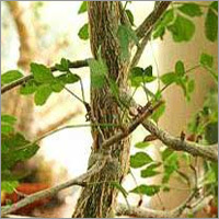 Myrrh Oil - 100% Pure Resin Extract, 10ml to 25kg Sizes | Natural Cough Remedy, Oral Health Benefits, 2-Year Shelf Life