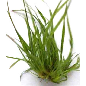 Vetiver Essential Oil - 100% Pure & Natural, Earthy Aroma, 5-Year Shelf Life