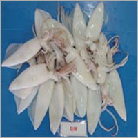 Squid Whole Cleaned