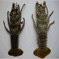 Rock Lobster
