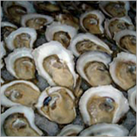 Oyster