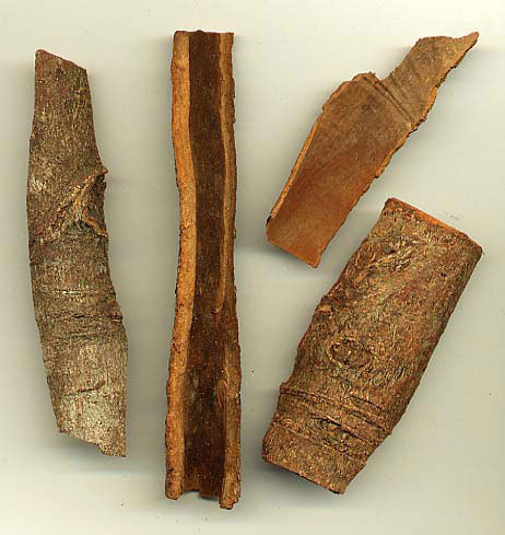 Chinese Cassia