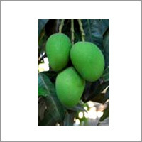 Green Mango
