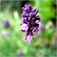 Lavender Fragrances