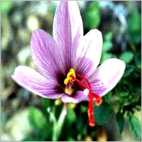 Cosmetic Fragrance