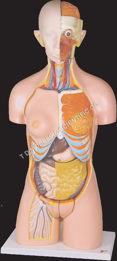 Torso Model