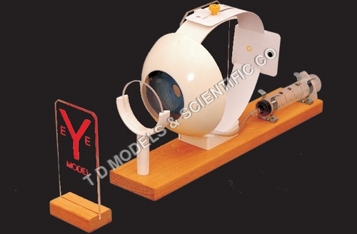 Human Anatomical Models