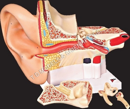 Human Anatomical Models