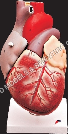Human Heart Model