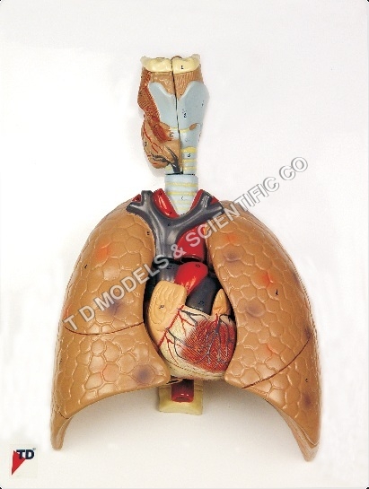 Human Anatomical Model