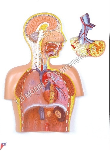 Human Anatomical Models