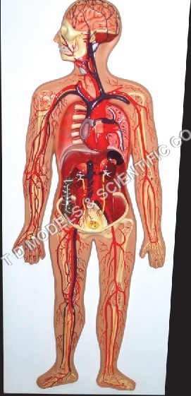 Circulatory System Model