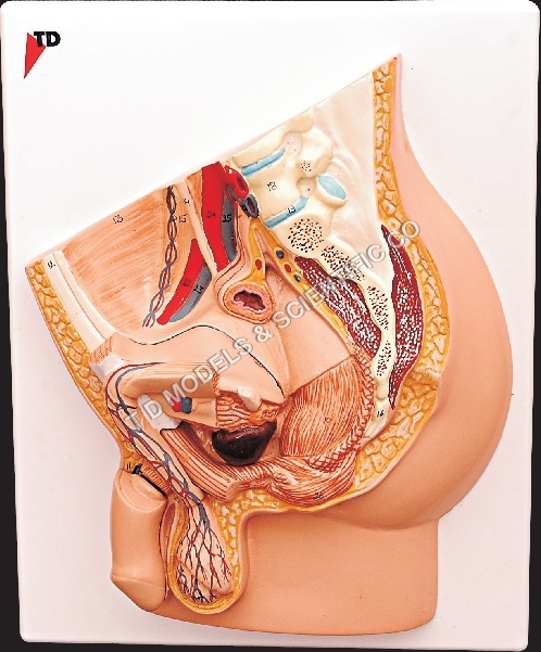 Male Pelvis Model