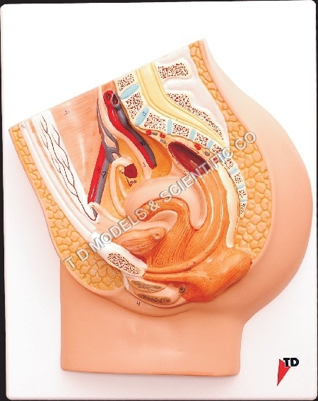 Female Pelvis Model