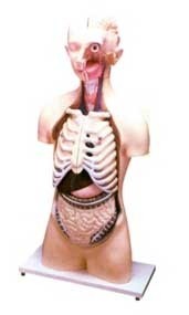 Human Anatomical Models