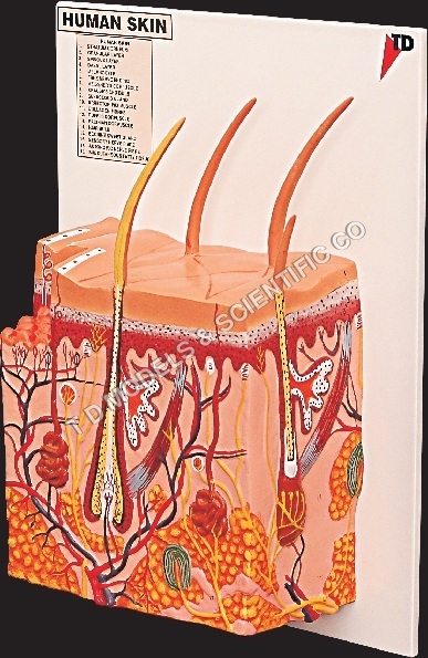 Anatomical Skin Models