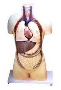 Torso Model Without Head