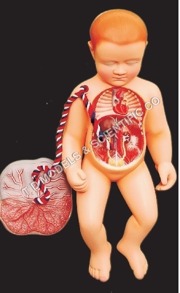 Human Fetal Circulation Model