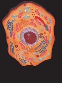 Animal Cell Model