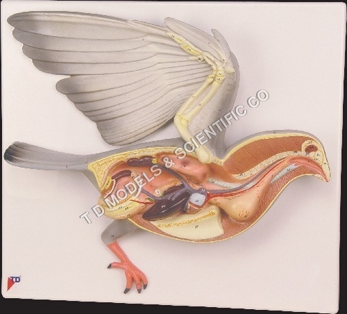 Pigeon Dissection Model