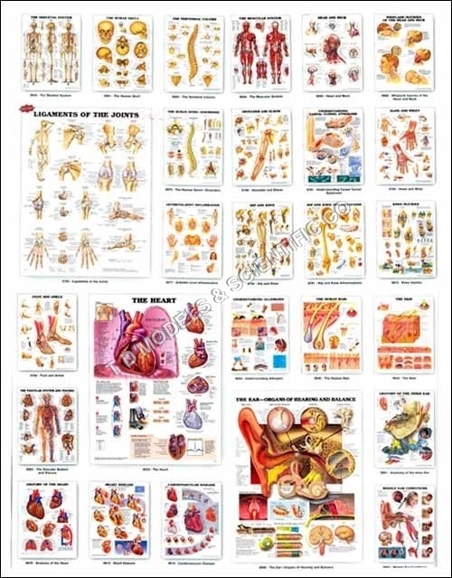 3D Biological Charts