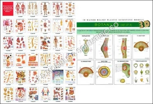 3D Biological Charts