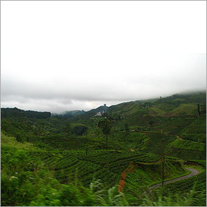 Tea Farm - Dooars Black Tea Packets, Seasonal Harvest, Fresh Leaves