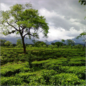 Tea Farm