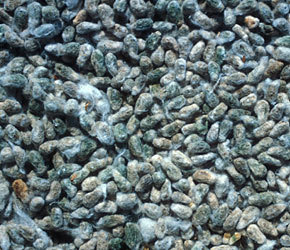 Cotton Seeds - Hybrid Gray Cotton, Varied Size, Low Moisture | High Yield, Pest Resistant, High Germination, Bulk Packaging