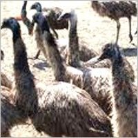 Emu Birds