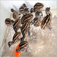 Emu Chicks
