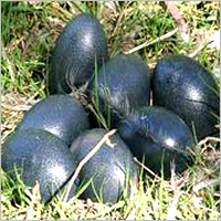 Emu Eggs
