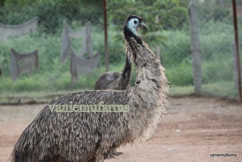 Adult Emu Bird