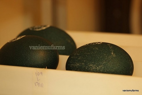 Emu Eggs