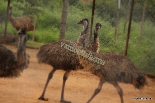 Emu Birds