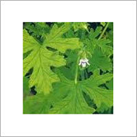 Geranium Oil