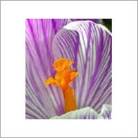 Saffron Flower